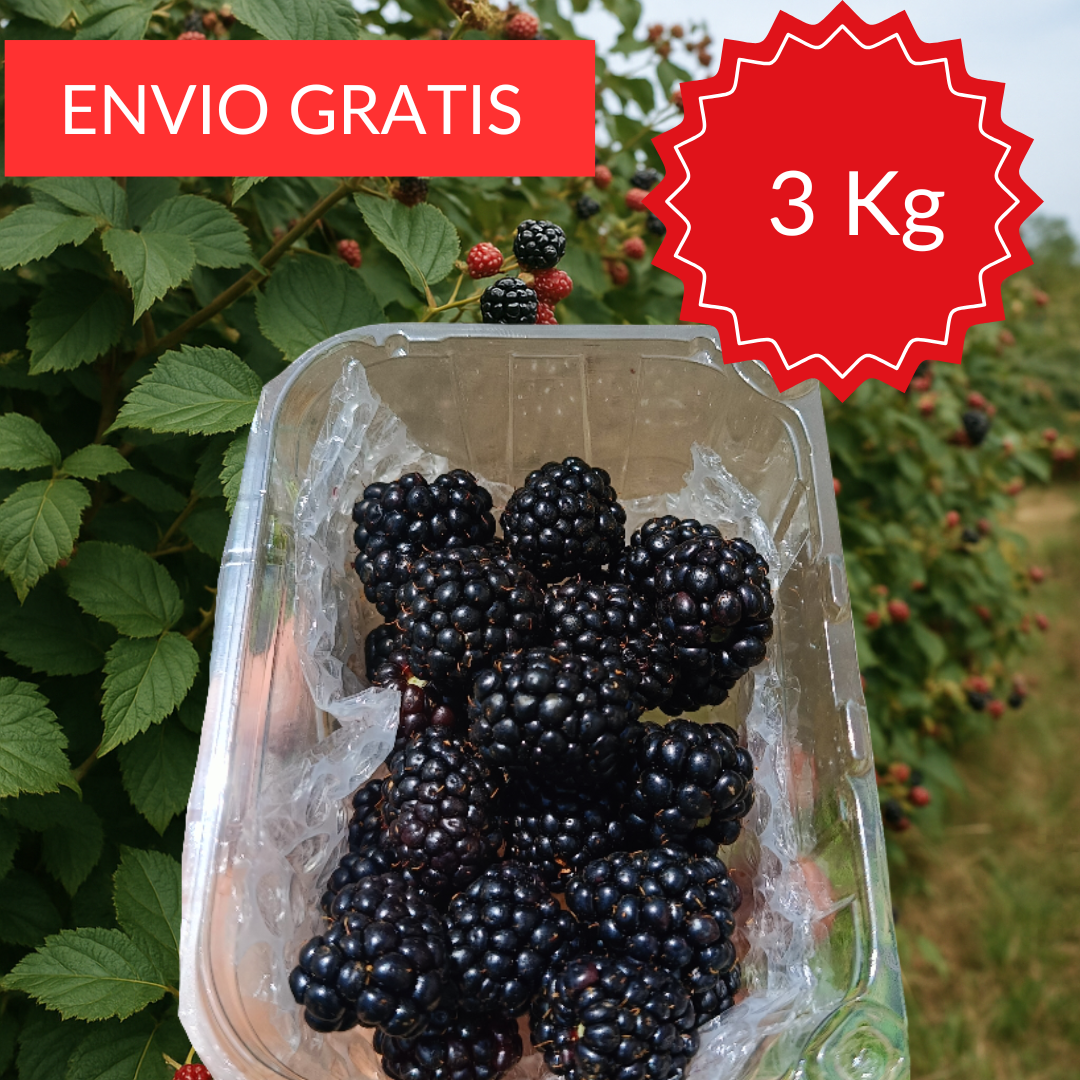 Moras Valencianas 3 kg.
