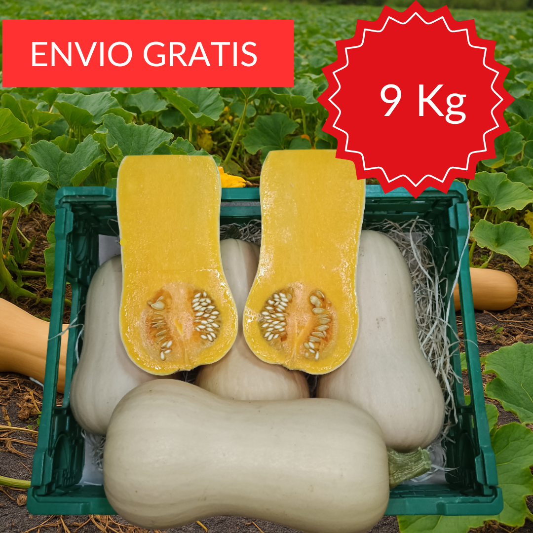 Calabaza Cacahuete-Violina 9 kg.