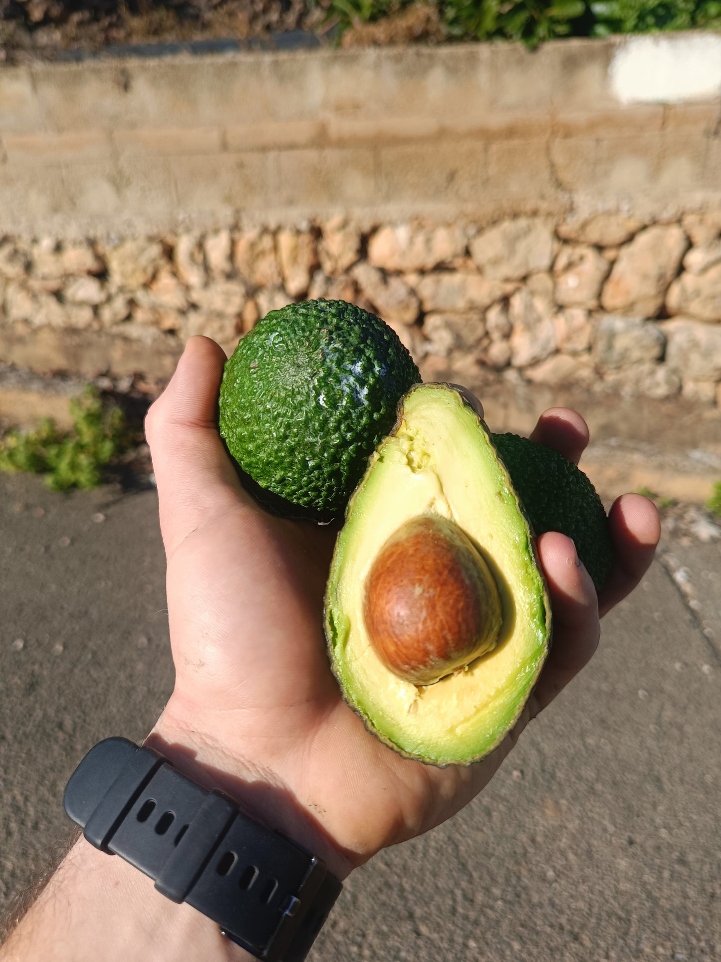 Aguacate Hass Valenciano 14 KG.