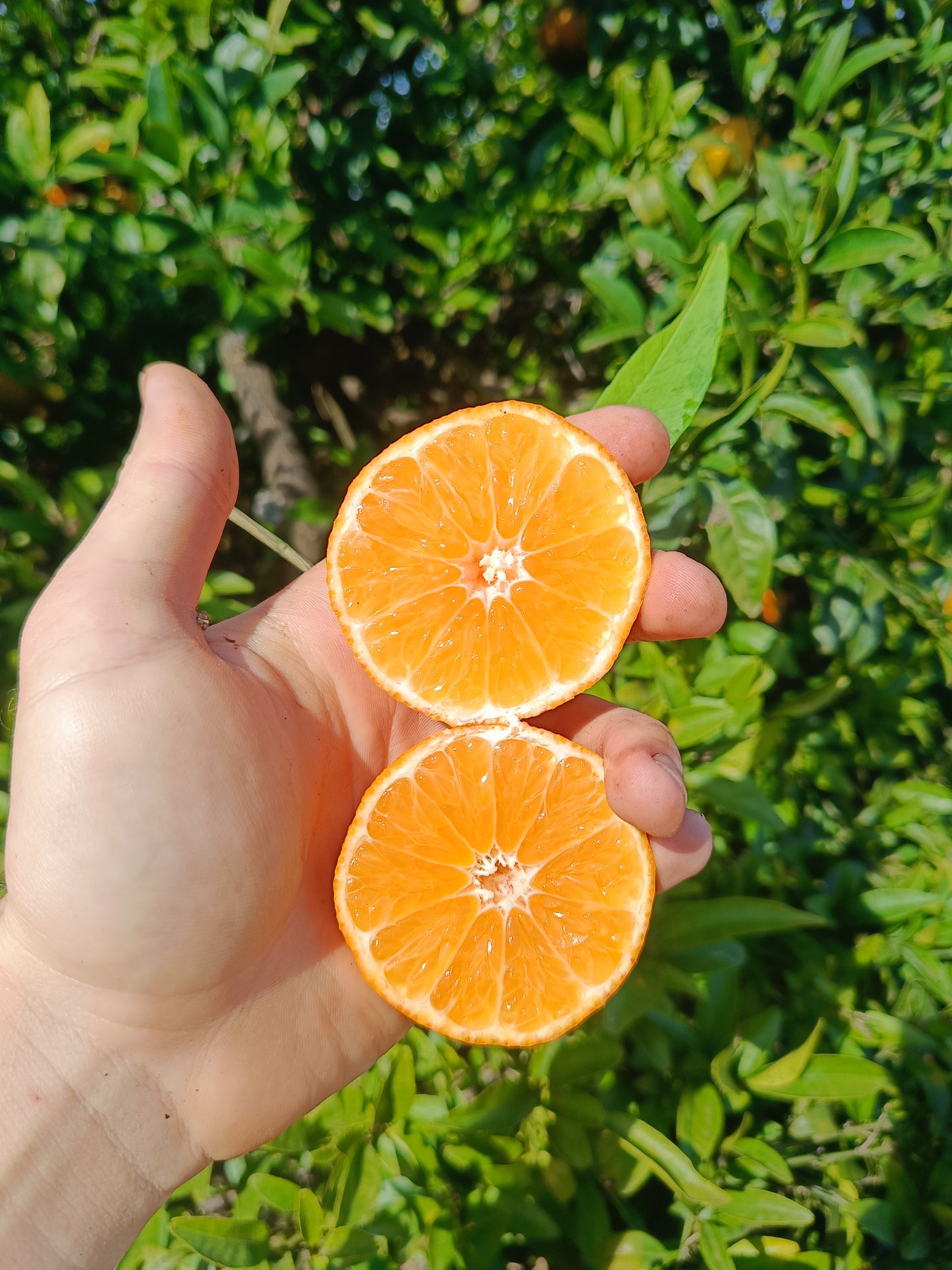 Pack Fruta de Temporada 4´5 kg.