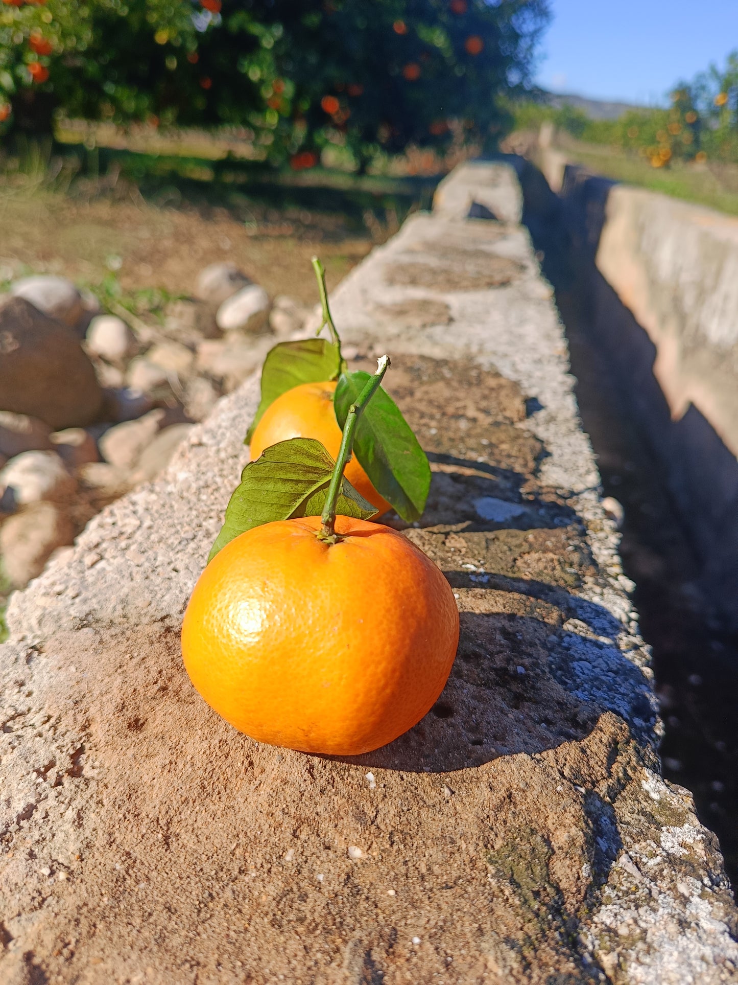 Mandarinas Clemenules 9 kg