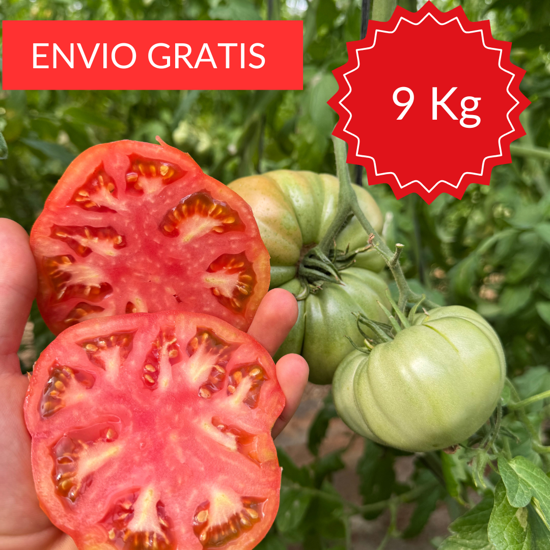 Tomate Valenciano Blanco Ganador Premio 9 kg.