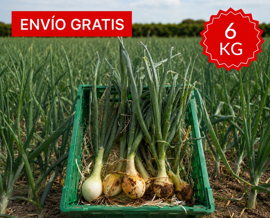 Cebolla Tierna Valenciana 6 kg.