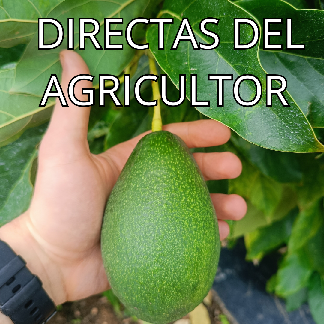 Aguacate Bacon Valenciano 4'5 kg.