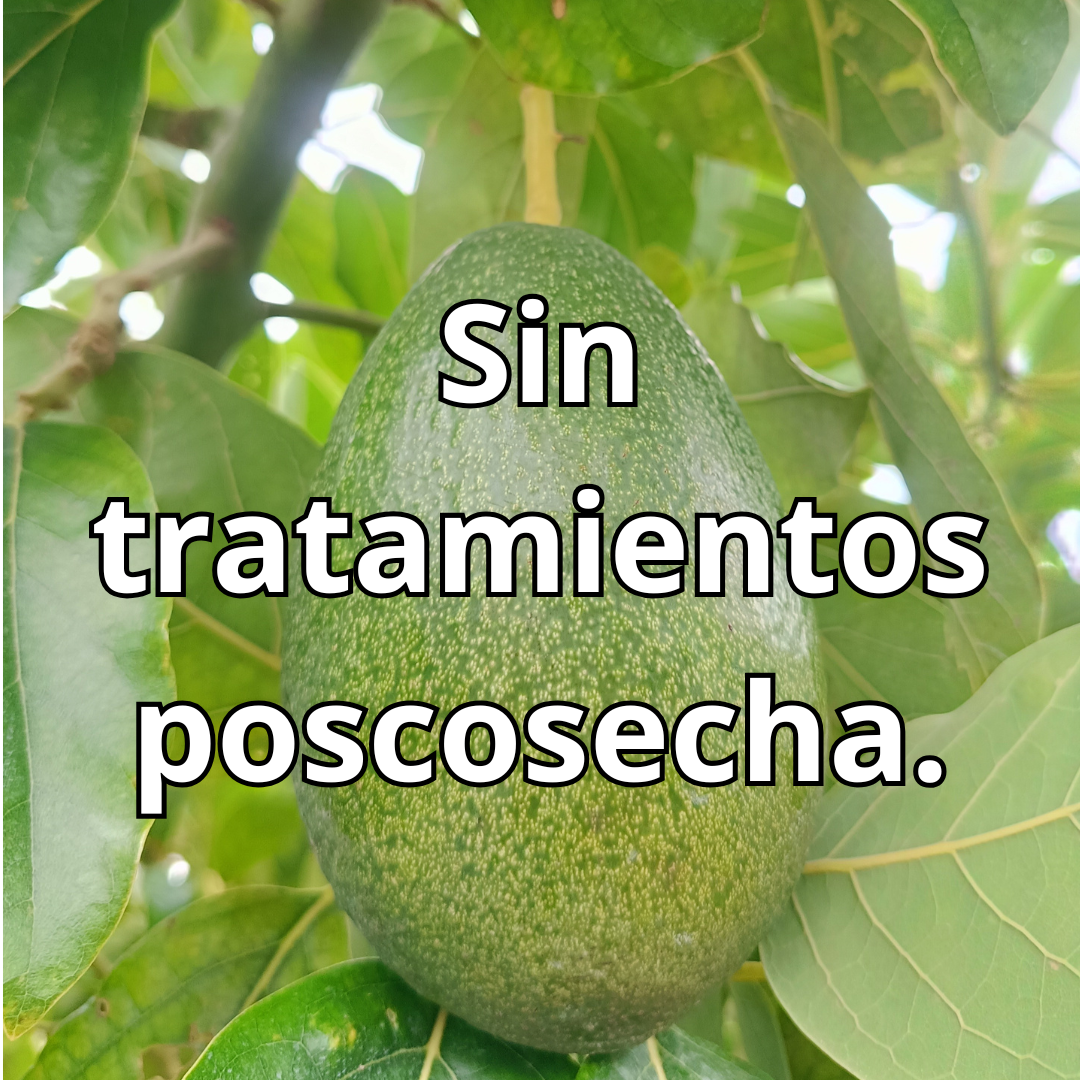 Aguacate Bacon Valenciano 4'5 kg.