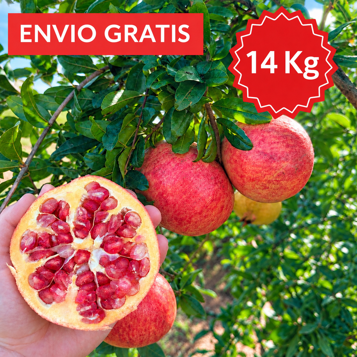 Granada de Mesa Mollar de Elche 14 kg.
