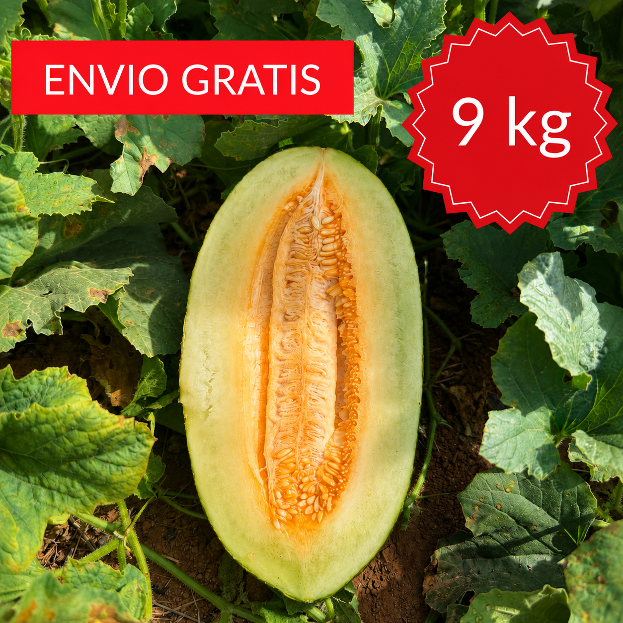 Melón piel de sapo valenciano 9 kg.