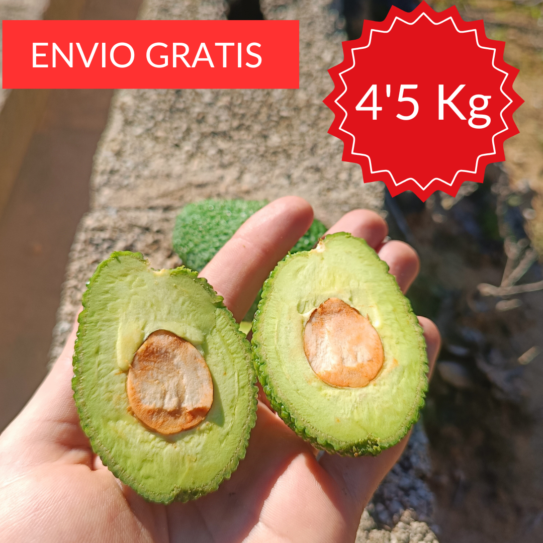 Mini Aguacate Hass Valenciano 4'5 KG.