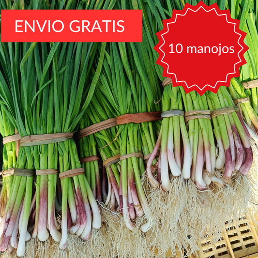 Ajos Tiernos de Xàtiva 10 manojos.