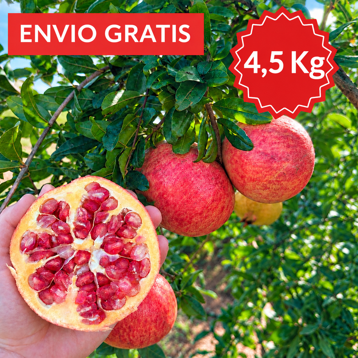 Granada de Mesa Mollar de Elche 4´5 kg.