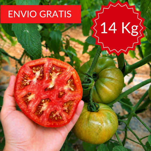 Tomate Valenciano Óptima 14 kg.