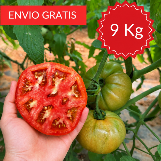 Tomate Valenciano Óptima 9 kg.
