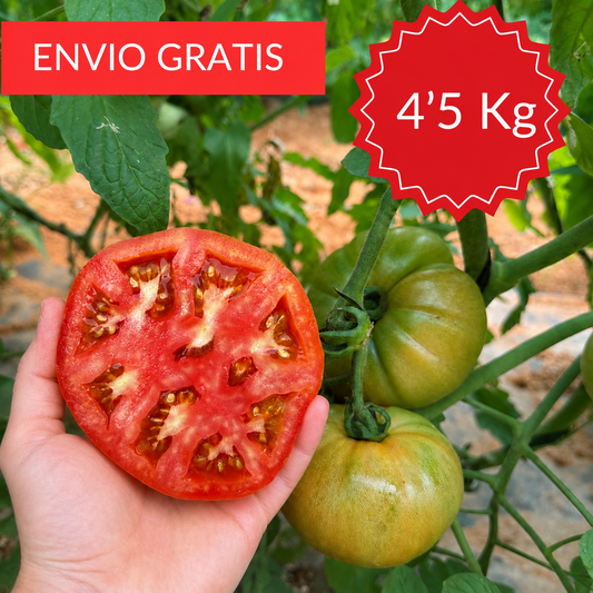 Tomate Valenciano Óptima 4´5 kg.