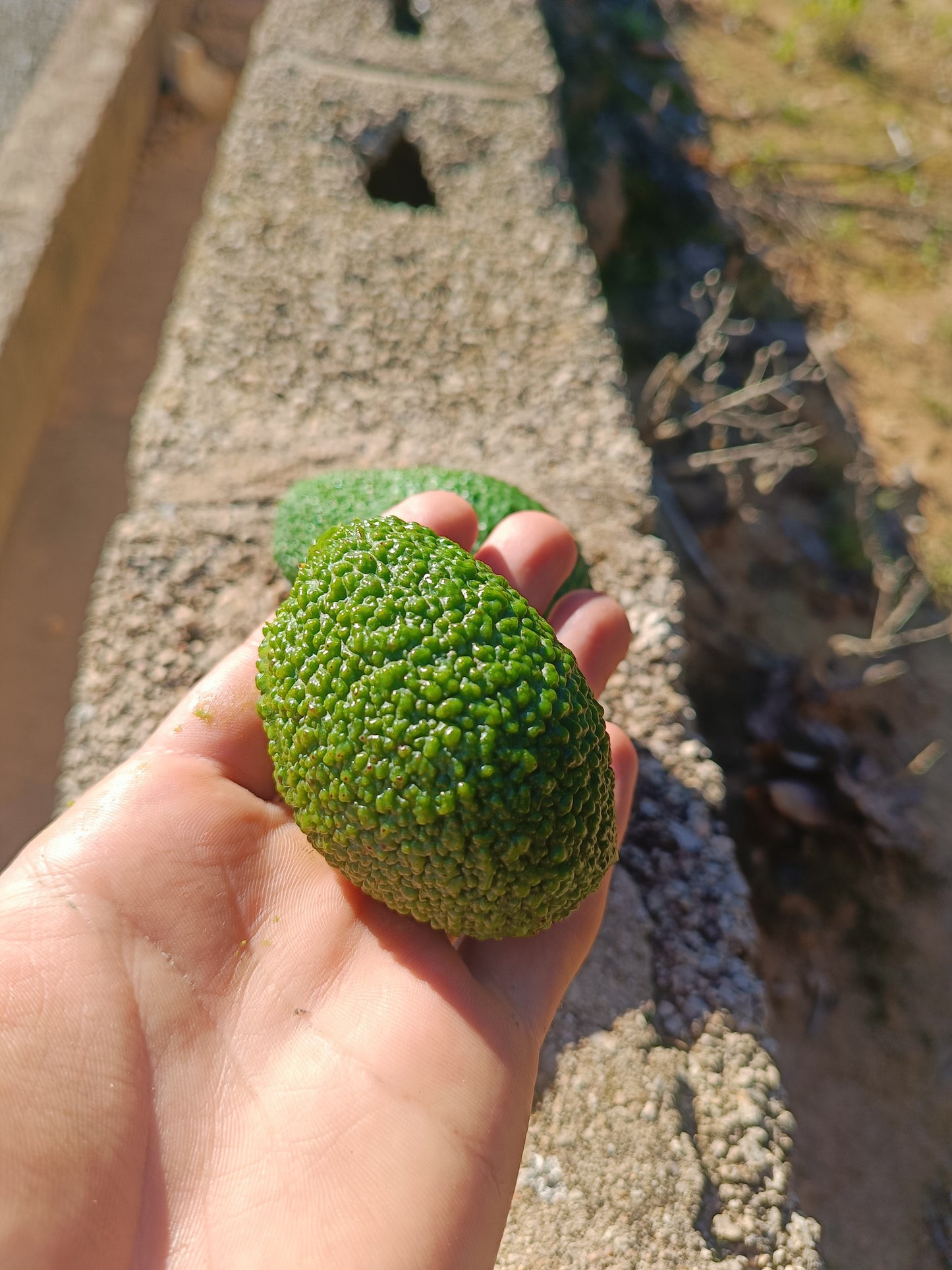 Mini Aguacate Hass Valenciano 4'5 KG.