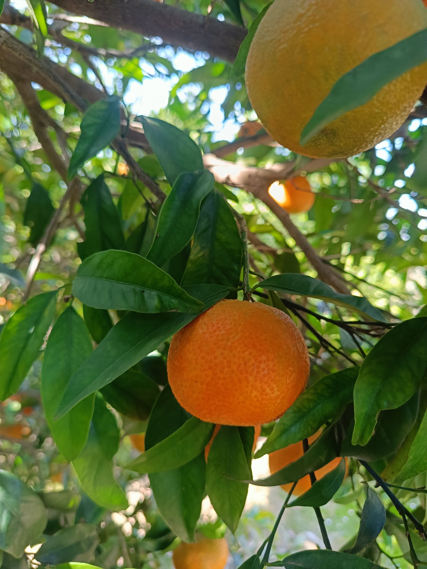 Mandarina Temprana Oronules 4´5 kg