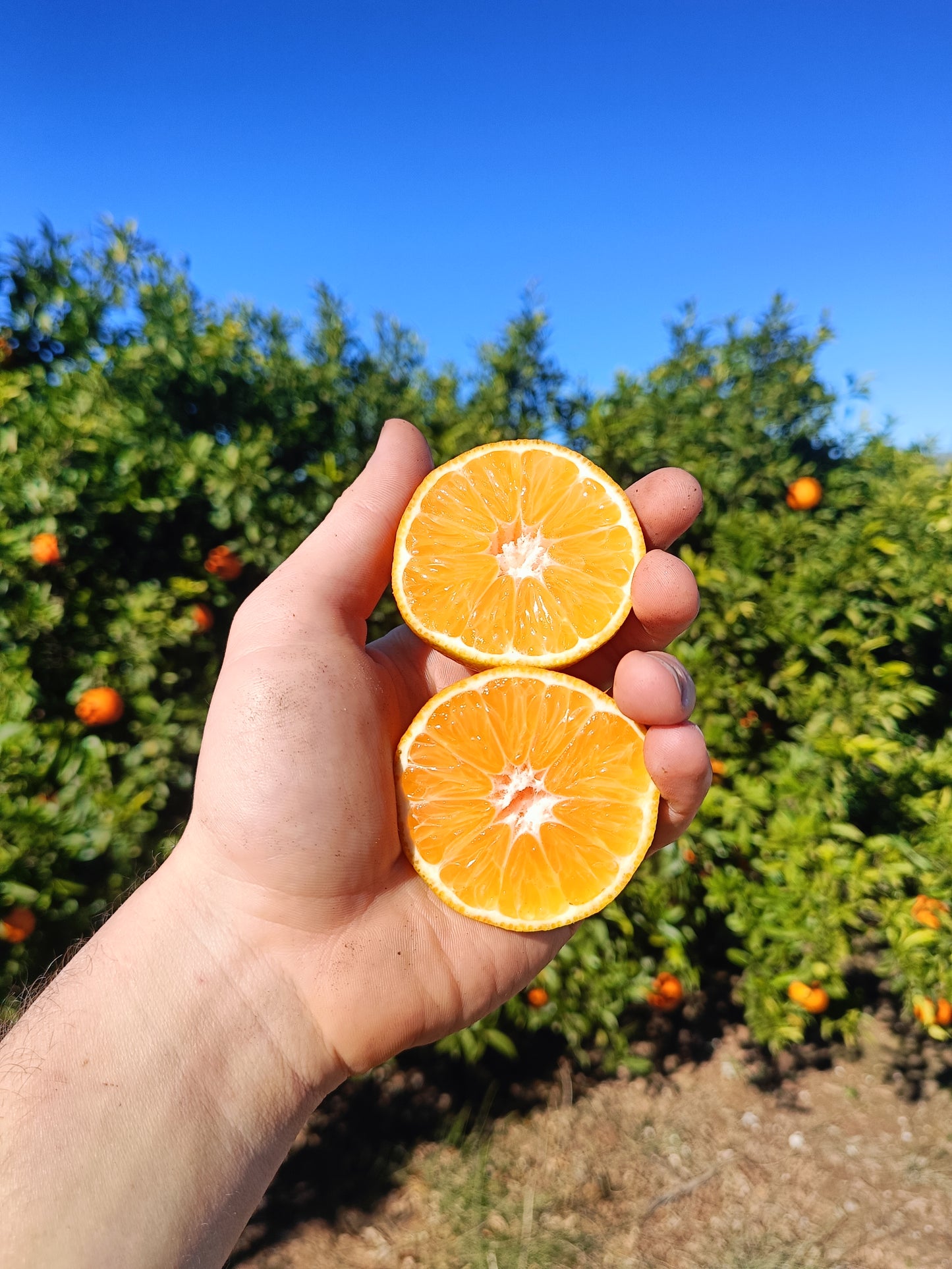 Mandarinas Clemenules 9 kg