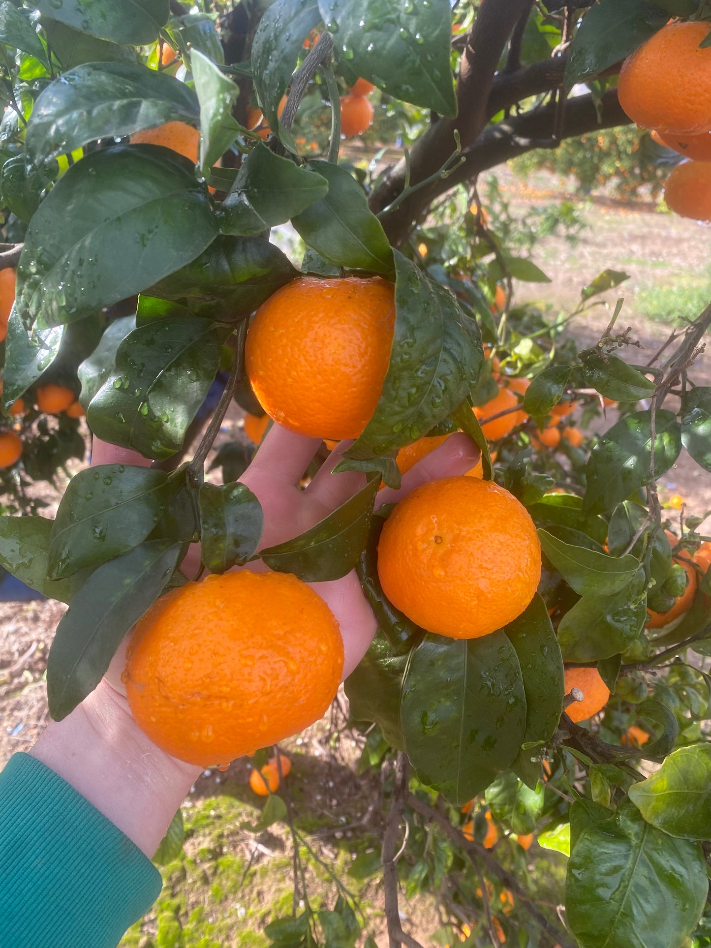 Pack de Fruta de Temporada Gourmet 4´5 kg.