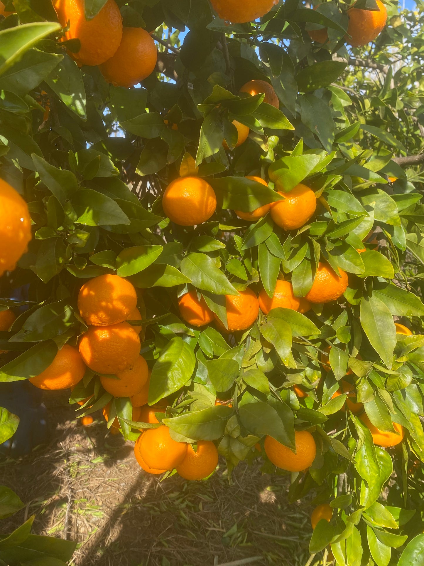 Mandarina Orri Gourmet 4´5 kg.