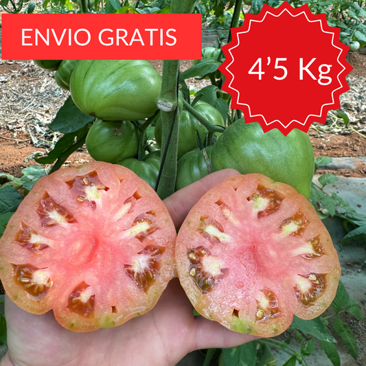 Tomate Valenciano Masclet 4´5 kg.