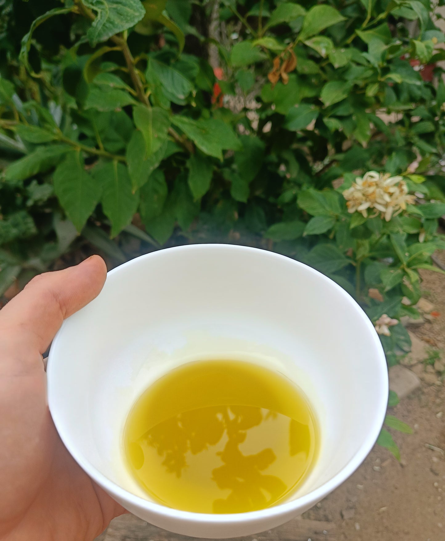 Aceite de Oliva Virgen Extra Sin Filtrar Prensado en Frío- NUEVA COSECHA 2025/26