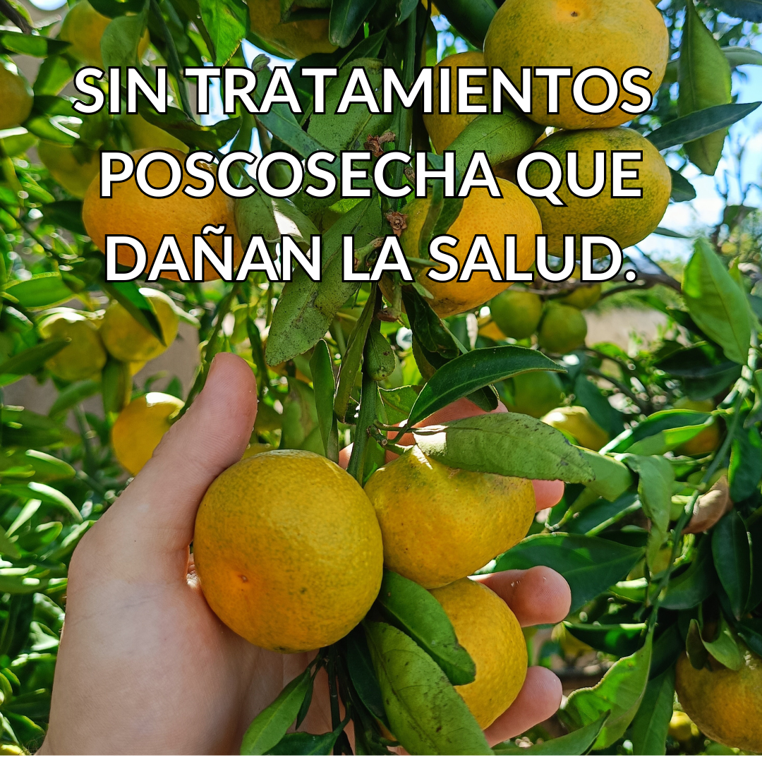 TRÍO VALENCIANO. NARANJAS, CLEMENTINAS Y KAKIS PERSIMON 4'5 KG.