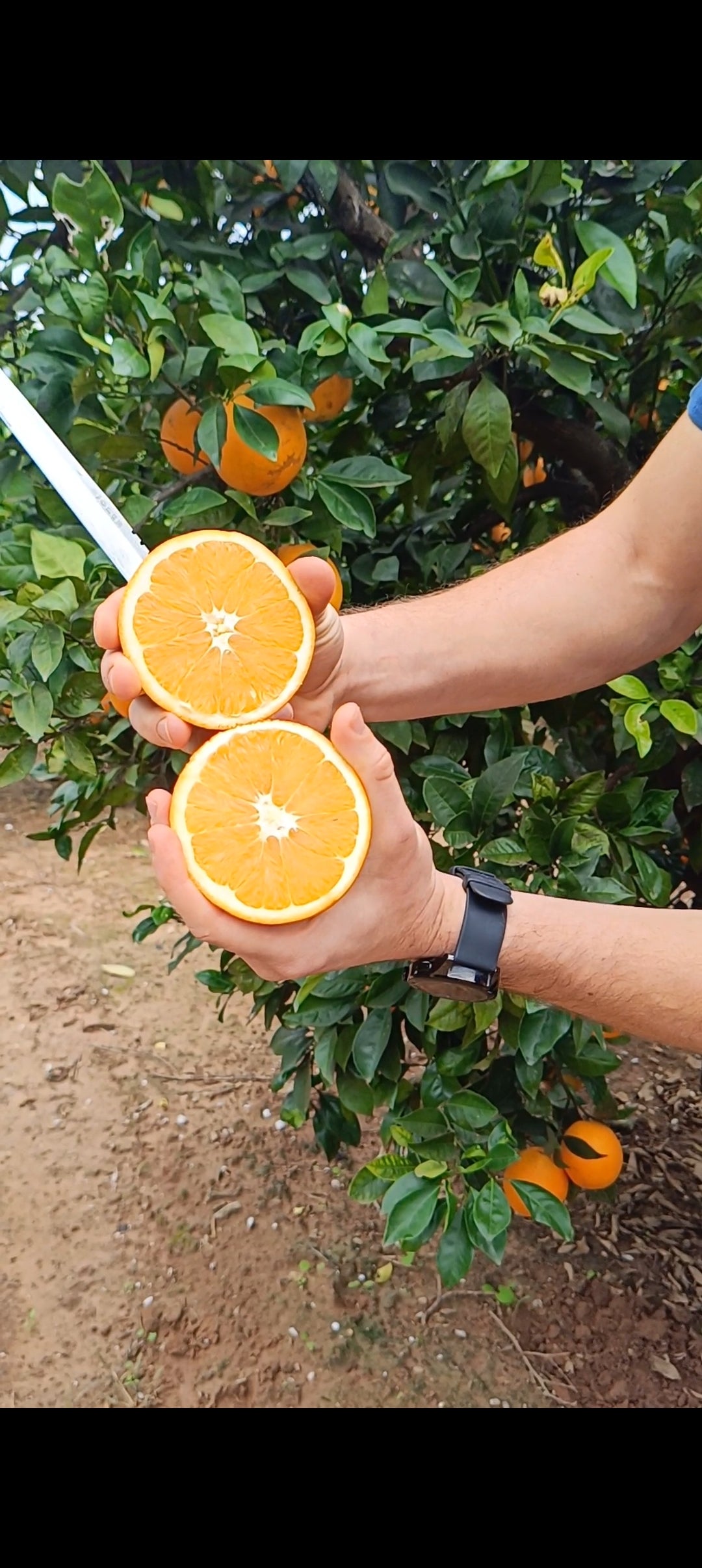 Naranjas de Mesa Navelina 9 KG.