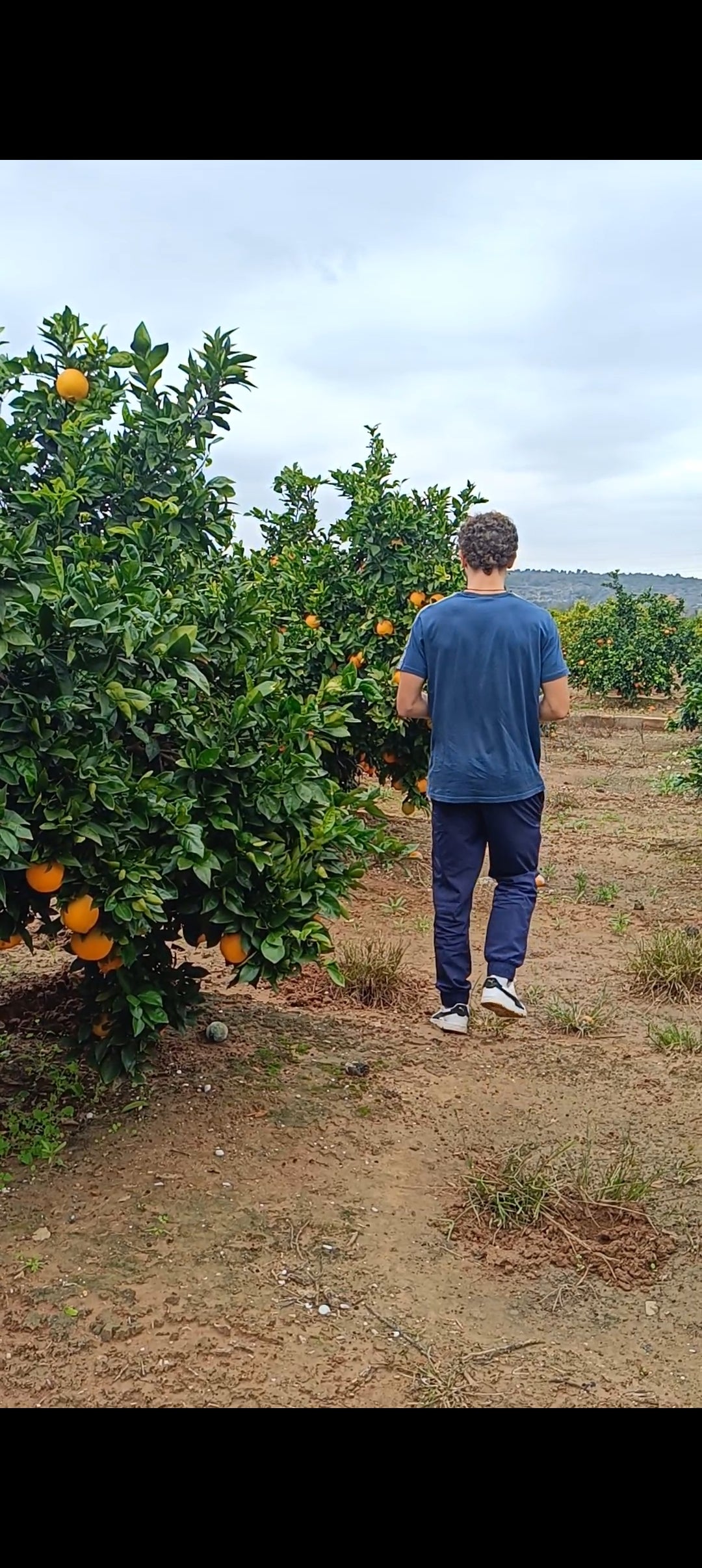 Naranjas de Mesa Navelina 4'5 KG.